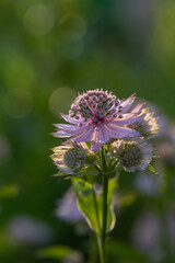 Blossom lilac astrantia flower on a green background close-up photo in summertime. Garden flower with pink petals macro photography in a sunny summer day.