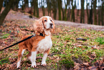A dog of the English cocker spaniel breed stands against the background of blurred trees in the park. A beautiful dog is eight years old. The dog has a collar on its neck and looks to the side.