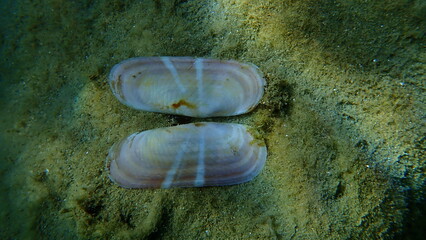 Seashell of a bivalve mollusc rosy razor clam (Solecurtus strigilatus) on sea bottom, Aegean Sea, Greece, Halkidiki © Alexey