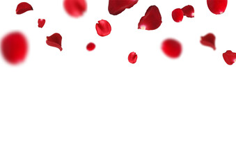 Flying red rose petals on a white background. Abstract red flower petal flying illustration Vector.