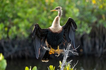 Snake Bird (Anhinga)
