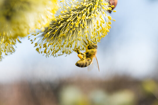 bee on a willow catkin