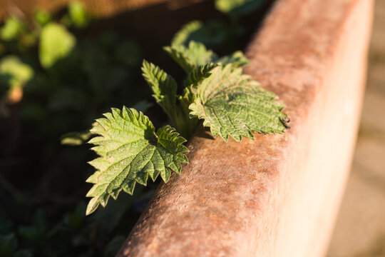 nettle in the garden
