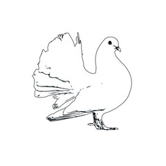 Black and white sketch of a dove with transparent background