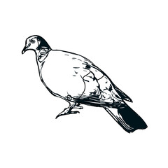 Black and white sketch of a dove with transparent background