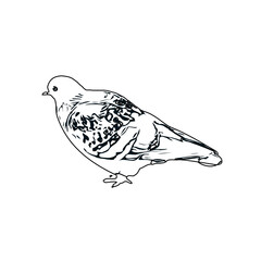 Black and white sketch of a dove with transparent background