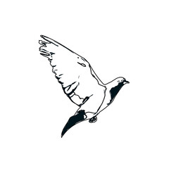 Black and white sketch of a dove with transparent background