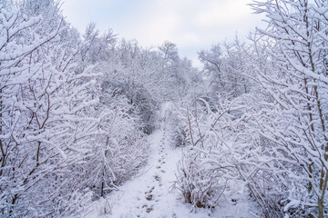 Wild forest in the snow. Winter background, selective focus