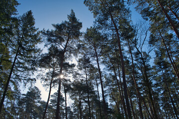View of a piece of pine forest in the morning with the sun shining through