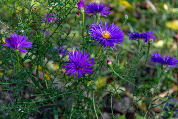 A chrysanthemum bush with beautiful small purple inflorescences adorns the garden and park. The yellow core of the stamens of the flower stands out in contrast against the background of green leaves. 