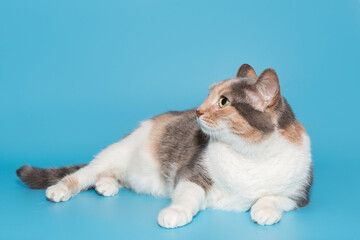 Beautiful tricolor cat lies