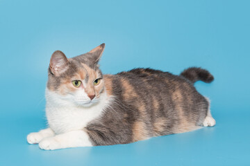 Obraz premium Beautiful tricolor cat