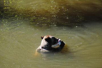 Two grizzly bears playfully wrestle in a deep river pool in the Great Bear Rainforest