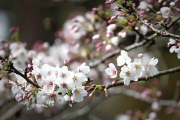 Obraz premium Cherry blossoms