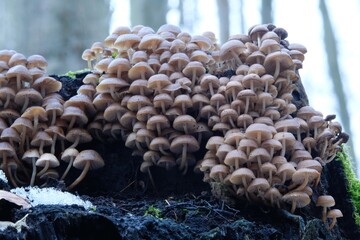 Mycena tintinnabulum - a small mushroom in a cluster on a tree stump in green moss.