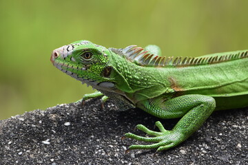 Fototapeta premium Green iguana seen in the wild in Bejucal, Trinidad and Tobago.