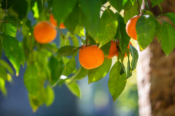 Seville oranges growing in the Spanish sunshine, with a shallow depth of field
