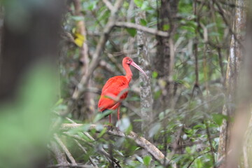 A red Scarlet ibis bird perched on a mangrove tree in the Caroni Swamp or Caroni Bird Sanctuary in Trinidad and Tobago. The Scarlet ibis is the national bird of Trinidad.