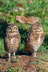 A PAIR OF VIZCACHERAS OWLS IN THE COUNTRYSIDE