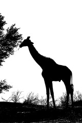 Giraffe eating isolated in white background in Kgalagadi transfrontier park, South Africa ; Specie Giraffa camelopardalis family of Giraffidae