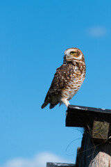AN OWL STANDING ON AN EAVES