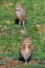 AN OWL BEHIND THE WIRE FENCE