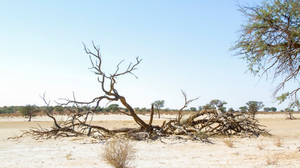 Nossob riverbed during drought in Kgalagadi transfrontier park, South Africa