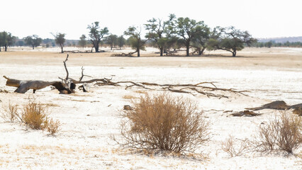 Fototapeta na wymiar Nossob riverbed during drought in Kgalagadi transfrontier park, South Africa