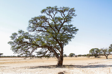 Fototapeta na wymiar Majestic Tree of Kgalagadi transfrontier park in dry land, South Africa