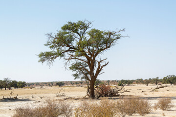 Majestic Tree of  Kgalagadi transfrontier park in dry land, South Africa