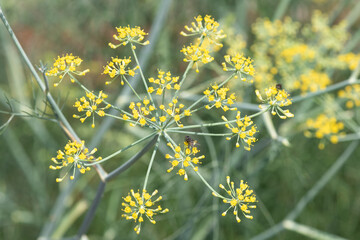 Close up of fennel (foeniculum vulgare) flowers in bloom