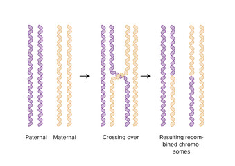 maternal and paternal chromosomes biology - obrazy, fototapety, plakaty