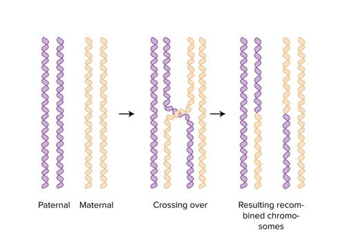 maternal and paternal chromosomes biology
