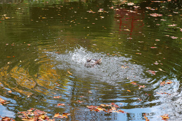 Mallard duck splashing wings out the pond water creating circular ripples