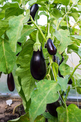 Ripe eggplant fruits on branches with green leaves on a bed in a greenhouse close-up on a sunny summer day. Concept gardening and eco-friendly products