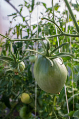 Unripe green tomato fruits on a branch with leaves close-up in a greenhouse on a sunny summer day
