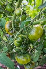 Unripe green tomato fruits on a branch with leaves close-up in a greenhouse on a sunny summer day