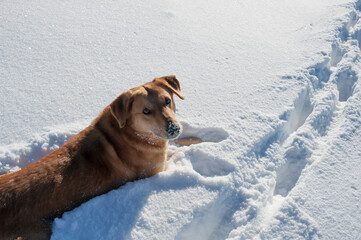 A red-haired and funny dog smiles on the snow in a blizzard. She looks into his eyes.
