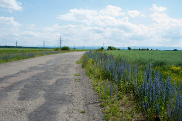 Fototapeta premium Beautiful countryside in Europe with colorful flowers on both sides of the road, blue sky with white clouds