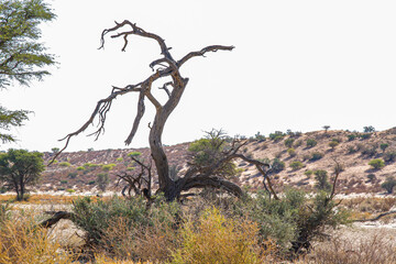Scenery with dead tree in Kgalagadi transfrontier park, South Africa