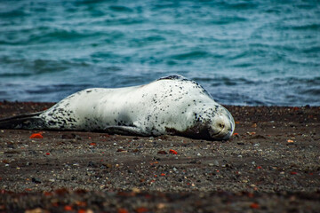 Leopard seal