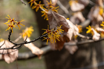 春の訪れを告げる万作の花