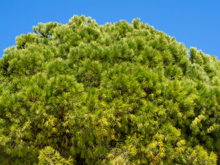 Obraz premium Lush branches of southern pine, Lebanese cedar with many long green needles