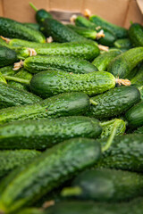 Fresh green cucumber closeup. Low depth-of-field photo.