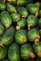 fresh green cucumbers closeup photo. low depth-of-field.