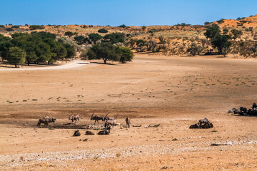 South African Oryx and blue wildebeest in desert scenery in Kgalagadi transfrontier park, South...