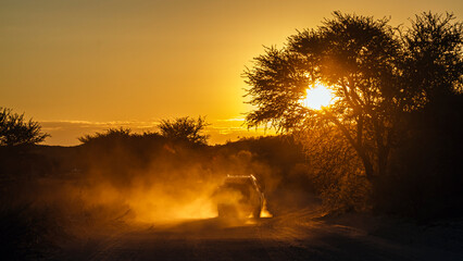 Sunset scenery with dust of car safari in Kgalagadi transfrontier park, South Africa  specie family of © PACO COMO