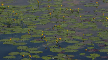 Yellow water lily on the surface of the pond.