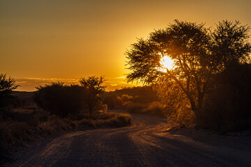 Fototapeta na wymiar Sunset scenery on safari gravel road safari in Kgalagadi transfrontier park, South Africa; specie family of