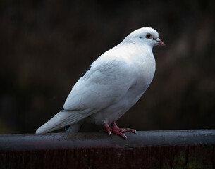 A White Dove